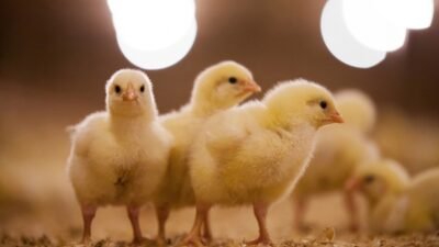 Civciv Nasıl Beslenir ? Civciv Nasıl Üretilir ?