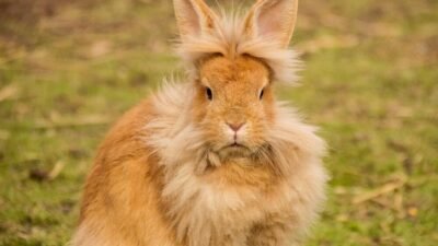 Tavşan Nasıl Beslenir ? Püf Noktaları