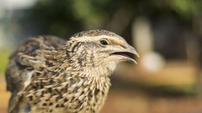 Bıldırcın Cinsiyet Ayrımı Kesin Yöntemler