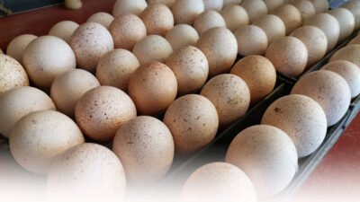 Hindi Yumurtası Nasıl Kuluçka Edilir ?