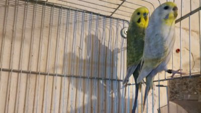 Muhabbet Kuşu Cinsiyet Ayrımı Fotolu Anlatım