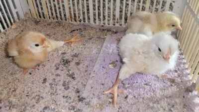 Civciv Ayakta Duramıyor ve Civciv Ayakları Yamuk İse ?