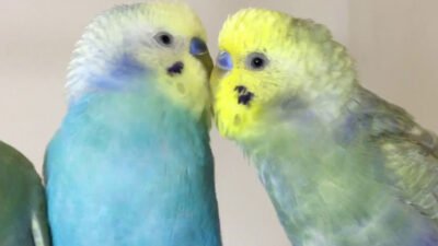 Muhabbet Kuşu Fiyatları 2022 Güncel