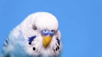 Muhabbet Kuşu Tüy Kabartma ve Kusma Problemi