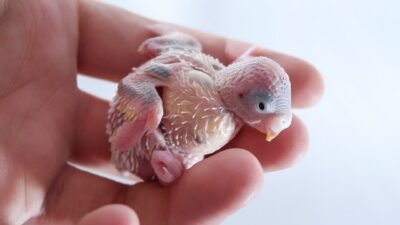 Muhabbet Kuşu Üretimi Nasıl Yapılır ? Muhabbet Kuşu Üretim