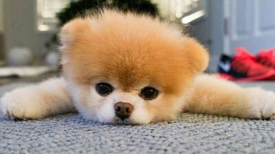 Pomeranian Boo Köpeği Özellikleri ve Bakımı