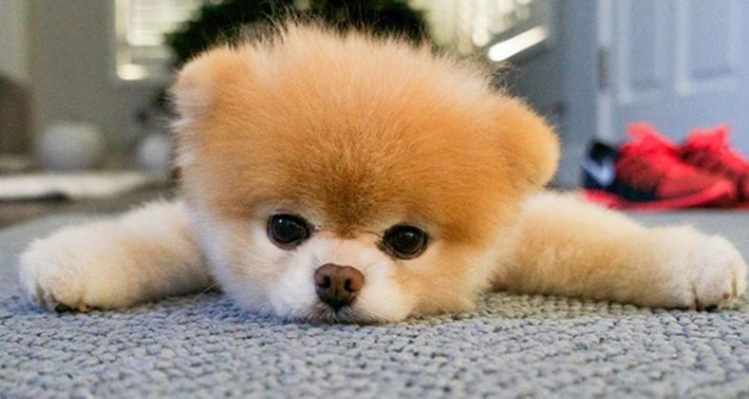 Pomeranian Boo Kopegi Ozellikleri Ve Bakimi Besleyelim Com