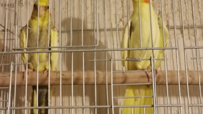 Sultan Papağanı Cinsiyet Ayrımı Kesin Yöntem