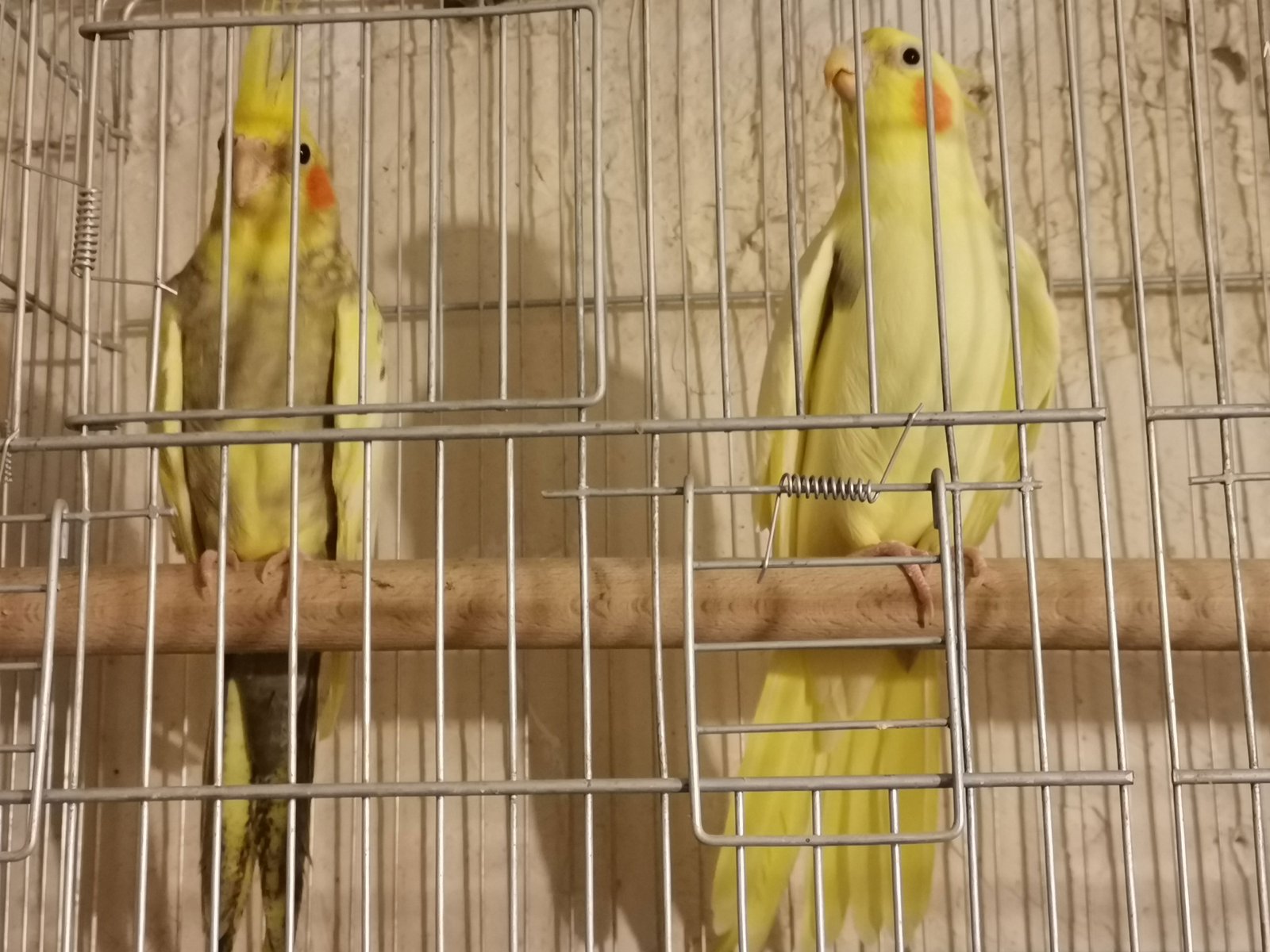 sultan-papağanı-üretimi