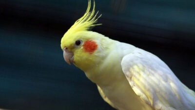 Sultan Papağanı Üretimi Nasıl Yapılır ?