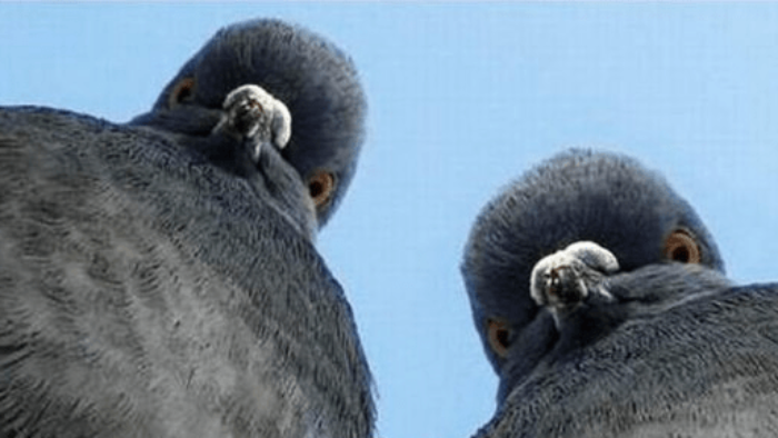 Güvercin Kuruma Hastalığı Sebepleri ve Tedavisi