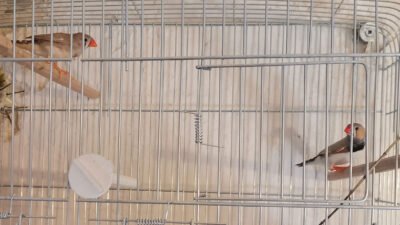 Hint Bülbülü Nasıl Beslenir ? Hint Bülbülü Nasıl Üretilir ?