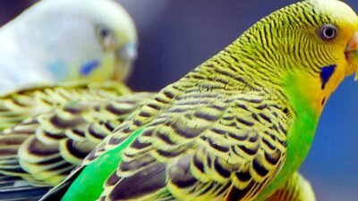 Muhabbet Kuşu Kursak Mantarı Sebepleri ve Tedavisi