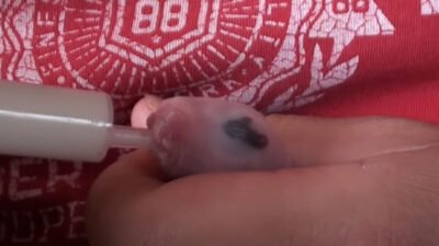 Yavru Tavşan Elle Nasıl Beslenir ?