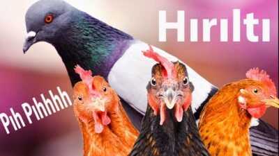 CRD Hastalığı Neden Olur ? CRD Hastalığı Tedavi