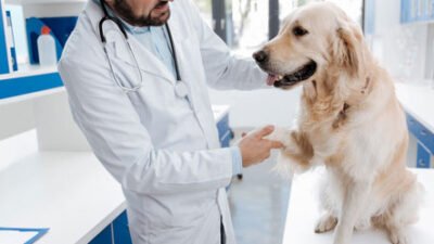 Köpeklerde Kanlı İshal Tedavisi Nasıl Yapılır ?