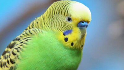 Muhabbet Kuşu Neden Yumurtlamaz ? 20 Nedeni !