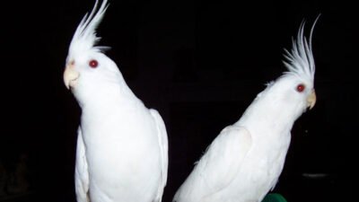 Sultan Papağanı Nasıl Konuşturulur ?