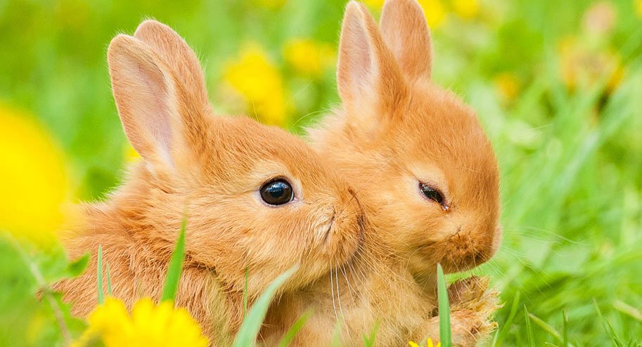 yavru-tavşan-nasıl-beslenir