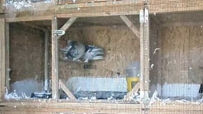 Güvercin Eşleştirme Nasıl Yapılır ? Doğru Eş Bulma