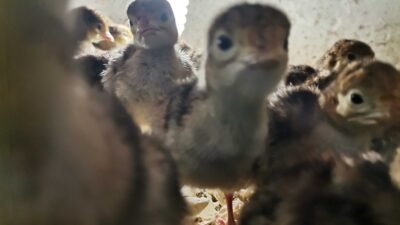 Hindi Yavrusu Nasıl Beslenir ? Önemli Bilgiler