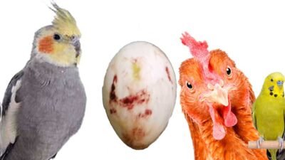 Kanlı Yumurta Neden Olur ? Sebepleri