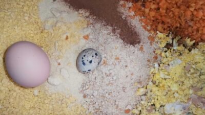 Kuş Maması Nasıl Hazırlanır ? Seri Üretim Maması