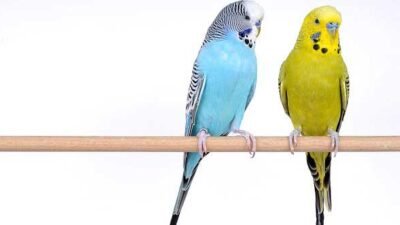 Muhabbet Kuşu Nasıl Eğitilir ? Basit Yöntem