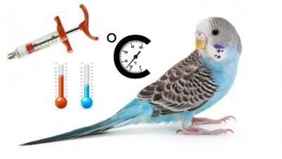 Muhabbet Kuşu Yavruları Neden Ölür ? Sebepleri