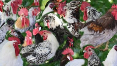 Dünyadaki En Özel ve Pahalı Tavuk Irkları