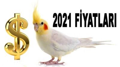 Sultan Papağanı Fiyatları 2021 Yükselme Devam Ediyor