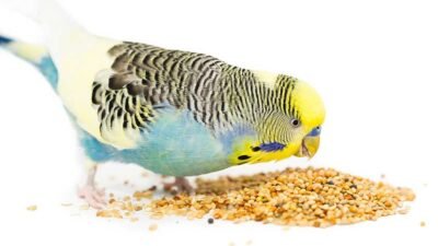 En İyi Muhabbet Kuşu Yemi Hazırlama