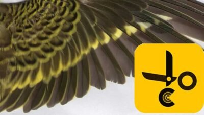 Muhabbet Kuşu Kanat Kesimi Hakkında Tüm Detaylar