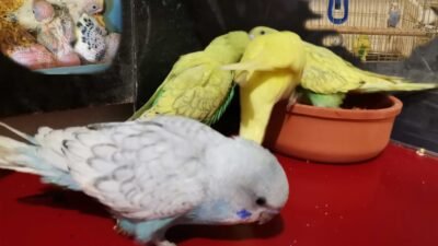 Muhabbet Kuşu Yavru Besleme , Elle Besleme