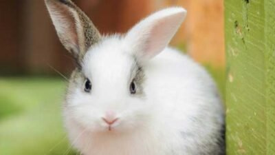 Tavşan ve Tavşan Evi Resimleri Fotoğrafları