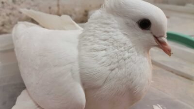 Güvercin Yumurta Felci Neden Olur ? Nasıl Düzeltilir ?