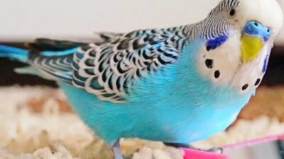 Muhabbet Kuşu Hastalık Belirtileri Nelerdir ? Hastalıkları