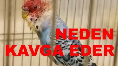 Çift Muhabbet Kuşları Neden Kavga Eder ?