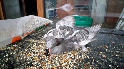 Güvercin Yavruları Neden Ölüyor ? Sebepleri