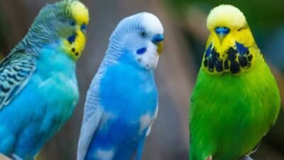 Muhabbet Kuşu Bağışıklık Sistemi Güçlendirme Nasıl Yapılır ?