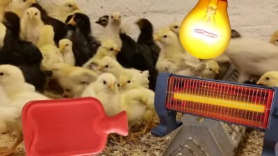 Civciv Nasıl Isıtılır ? Civciv Nasıl Sıcak Tutulur ?