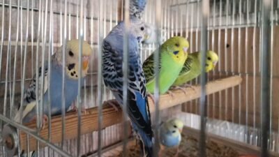 Muhabbet Kuşu Yumurtlatma Nasıl Yapılır ?