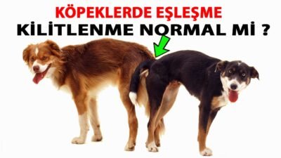 Köpekler de Doğru Çiftleşme Nasıl ve Ne Zaman Yapılmalı?