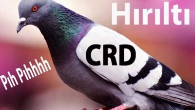 Güvercin CRD Hastalığı , Güvercin Öksürüğü, Güvercin Gıgık Hastalığı Tedavisi Nasıl Yapılır?